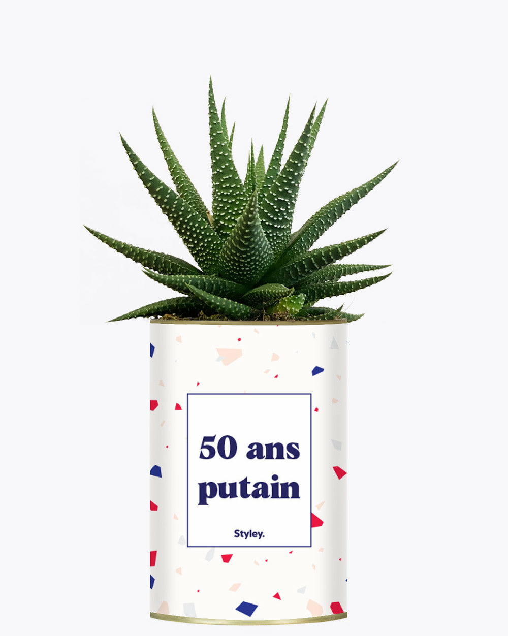 Plante facile à entretenir - 50 ans putain - plante
