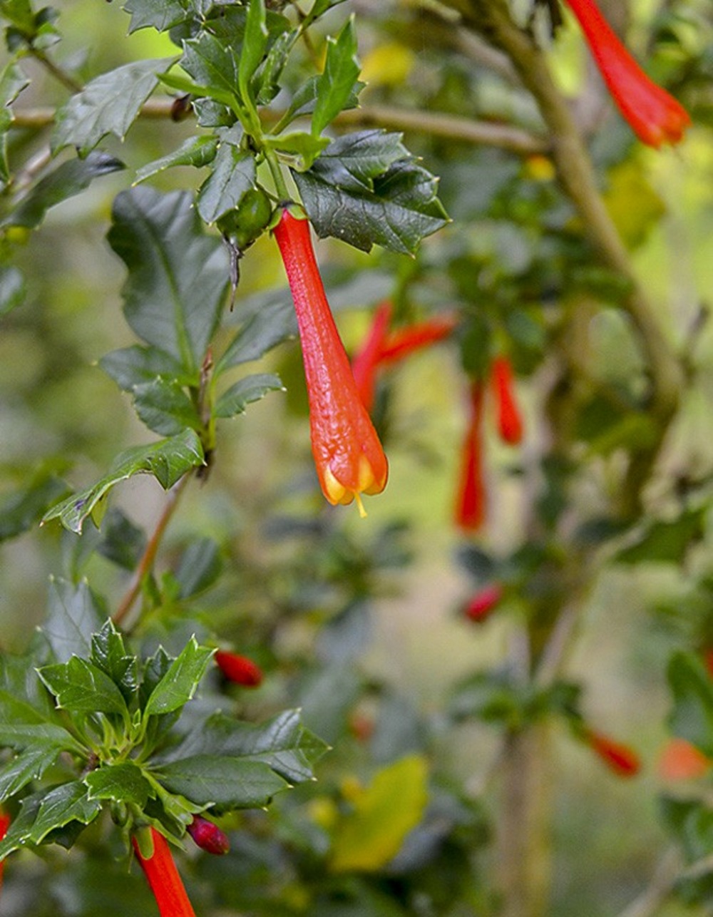 Houx chilien, taique du chili pot de 3l/4l