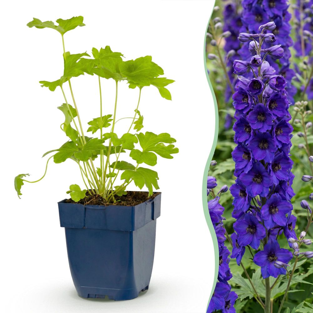 Delphinium black knight - lot de 3 - h 15-25 cm, pot ø11 cm