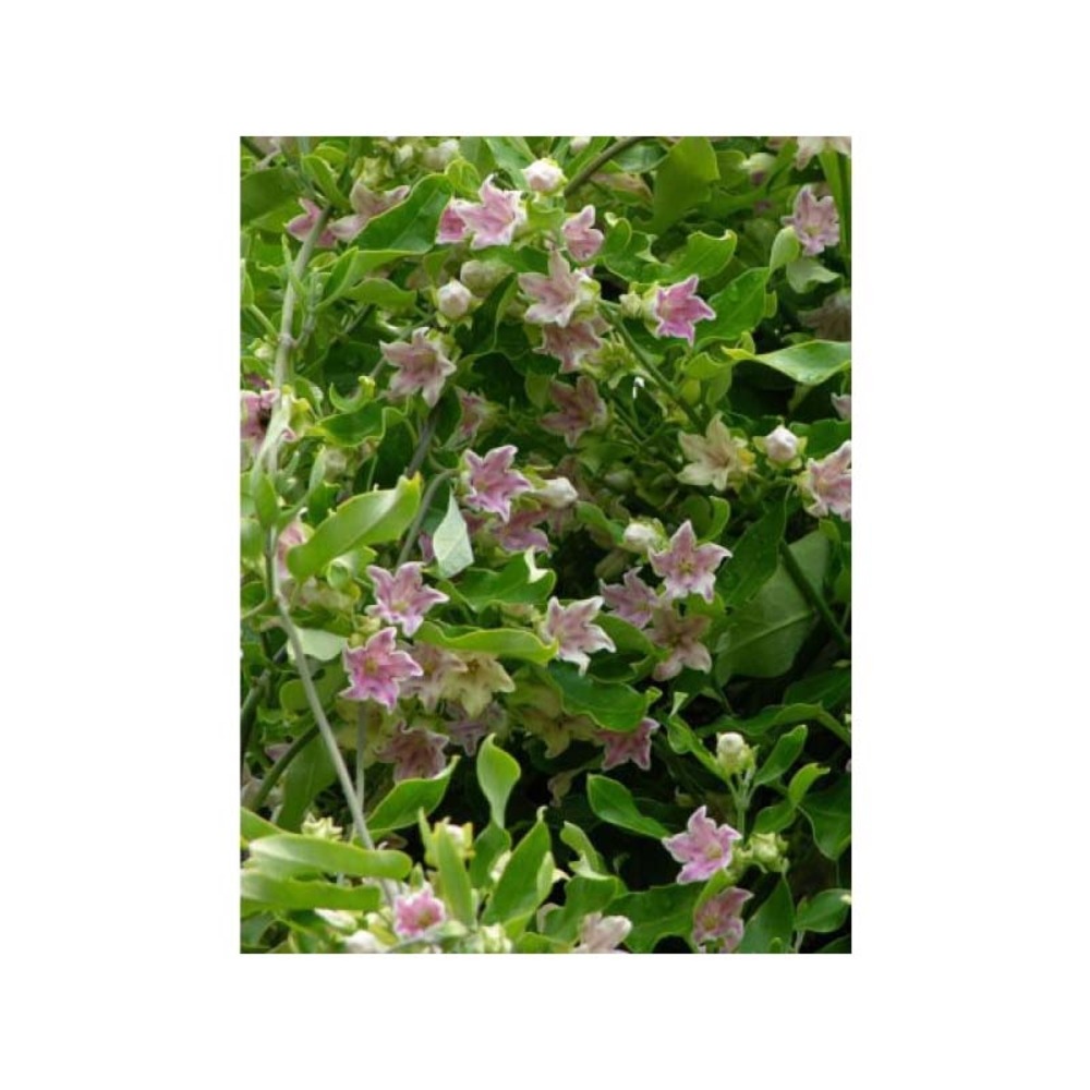 Plante cruelle, araujia porte soie, kapok 'rosea' pot de 1,5l/2l