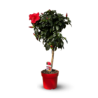 Hibiscus tige - plante fleurie - ↕ 80-90 cm - ⌀ 22 cm - plante d'intérieur & extérieur - fleur rouge