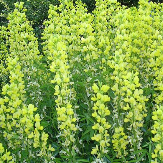 6 x lupin de printemps - thermopsis lanceolata - godet 9cm x 9cm