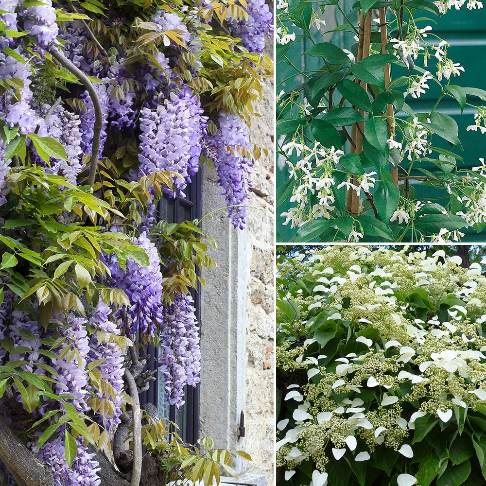 Collection de 3 grimpantes : jasmin, glycine, hortensia grimpant - les 3 pots