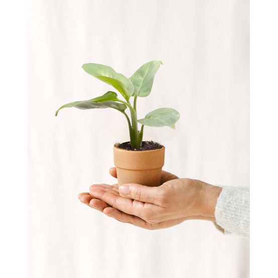 Mini dieffenbachia maculata compacta 14cm - plante d'intérieur