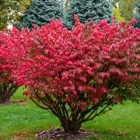 Fusain ailé - le pot / 2l / hauteur livrée 25-30cm