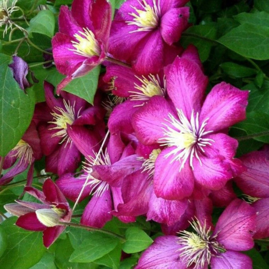 Clematite - clematis viticella 70cm