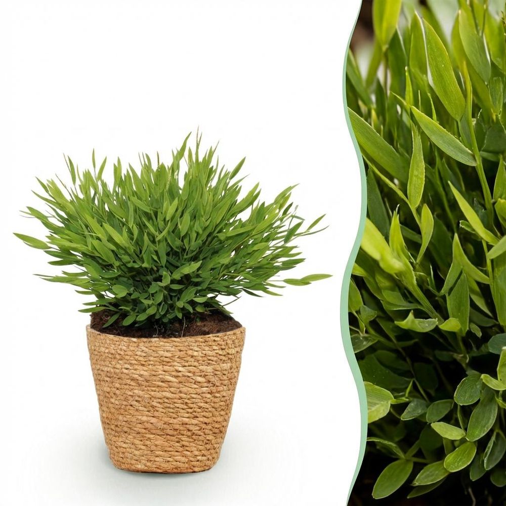 Bamusa pogonatherum monica - pet-friendly - bambou miniature - pot de 12cm - hauteur 20cm - plantes d'intérieur
