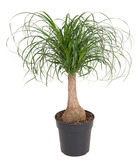 Beaucarnea recurvata - plante de fenêtre - facile à entretenir véritable plante verte d'intérieur - pot 21cm - hauteur 60-70cm