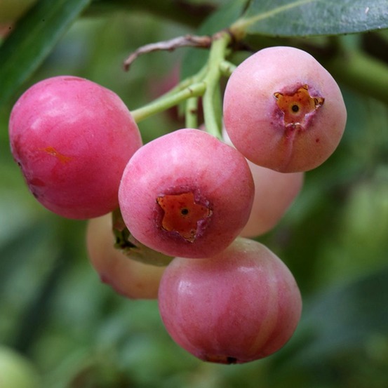 Myrtille d'amérique 'pink berry' pot de 2l/3l, touffe