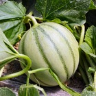 3 plants de melon edgar f1, les 3 plants / ø 10.5cm