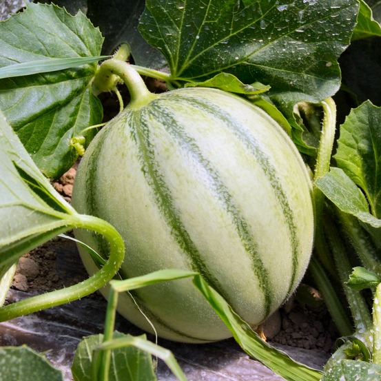 3 plants de melon edgar f1 - les 3 plants / ø 10.5cm