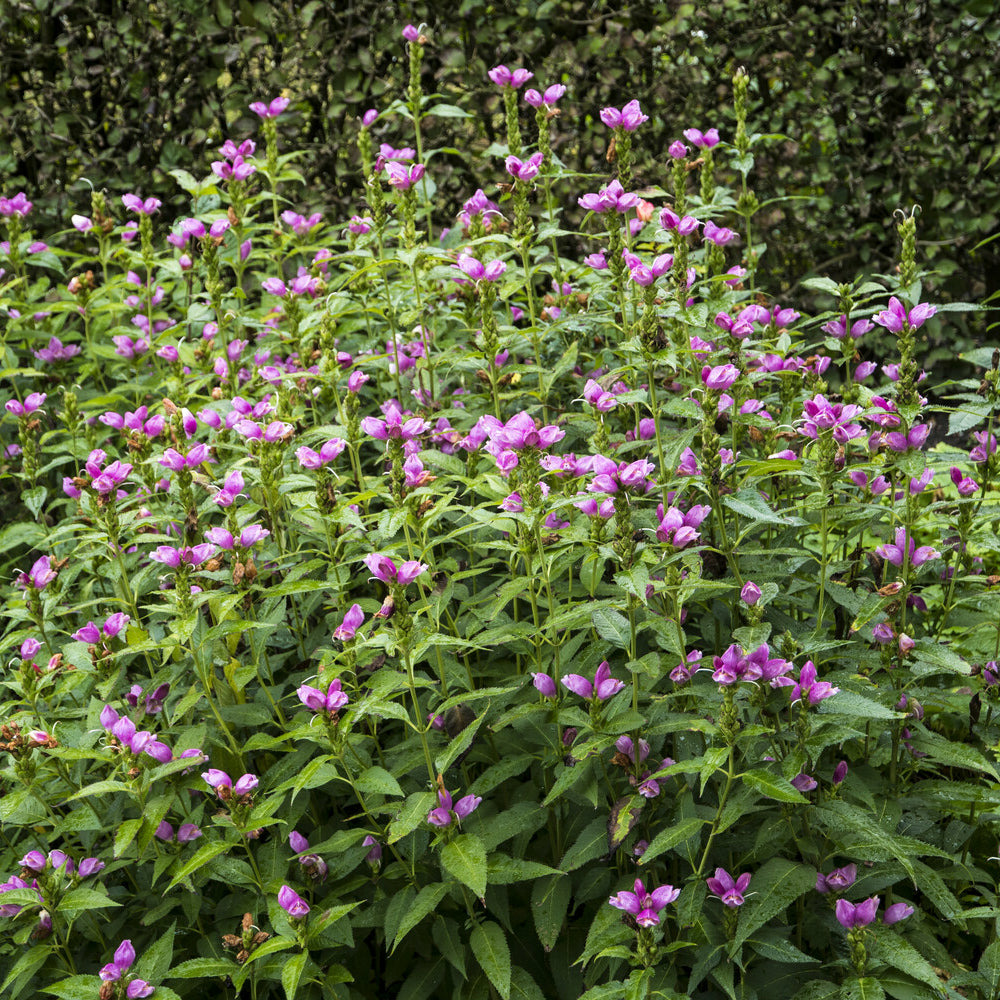 Galane oblique alba - le pot / ø 9cm, vendu par lot de 2