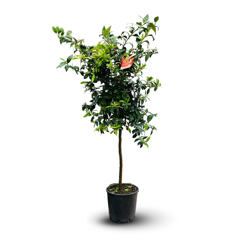 Mandarinier satsuma - agrume méditerranéen - arbre fruitier - ↕ 120-130 cm - ⌀ 24 cm - résiste au gel