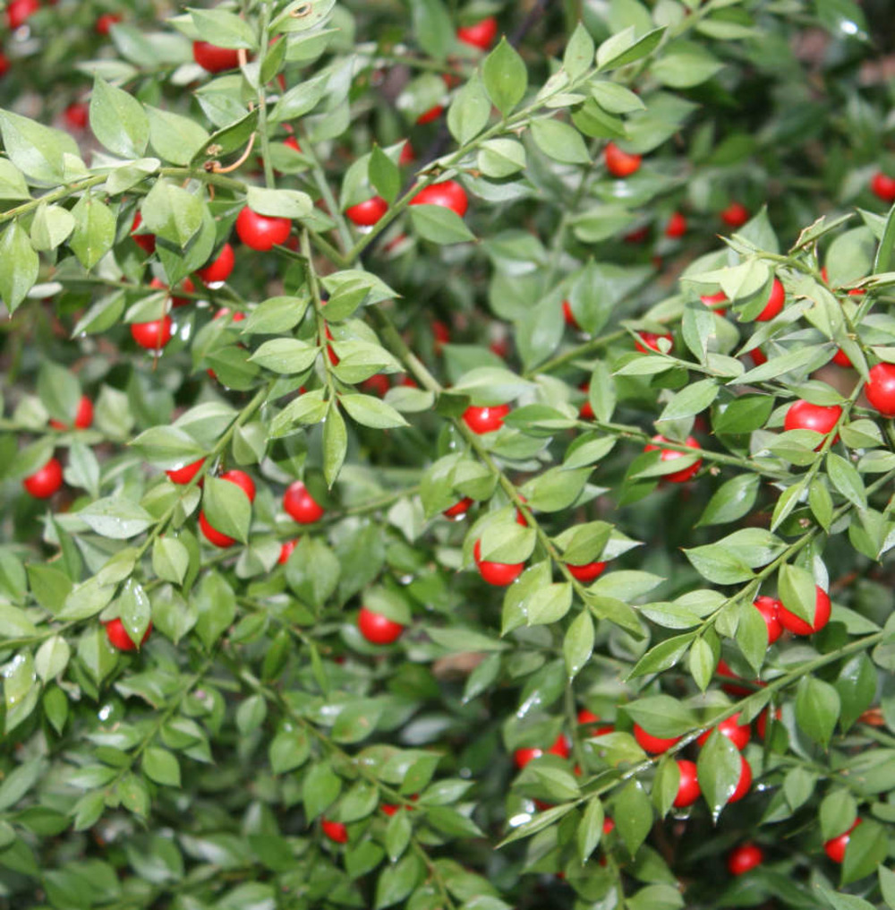 Ruscus aculeatus (fragon, petit houx ou frelonnette) pot de 5 litres ? 40/60 cm