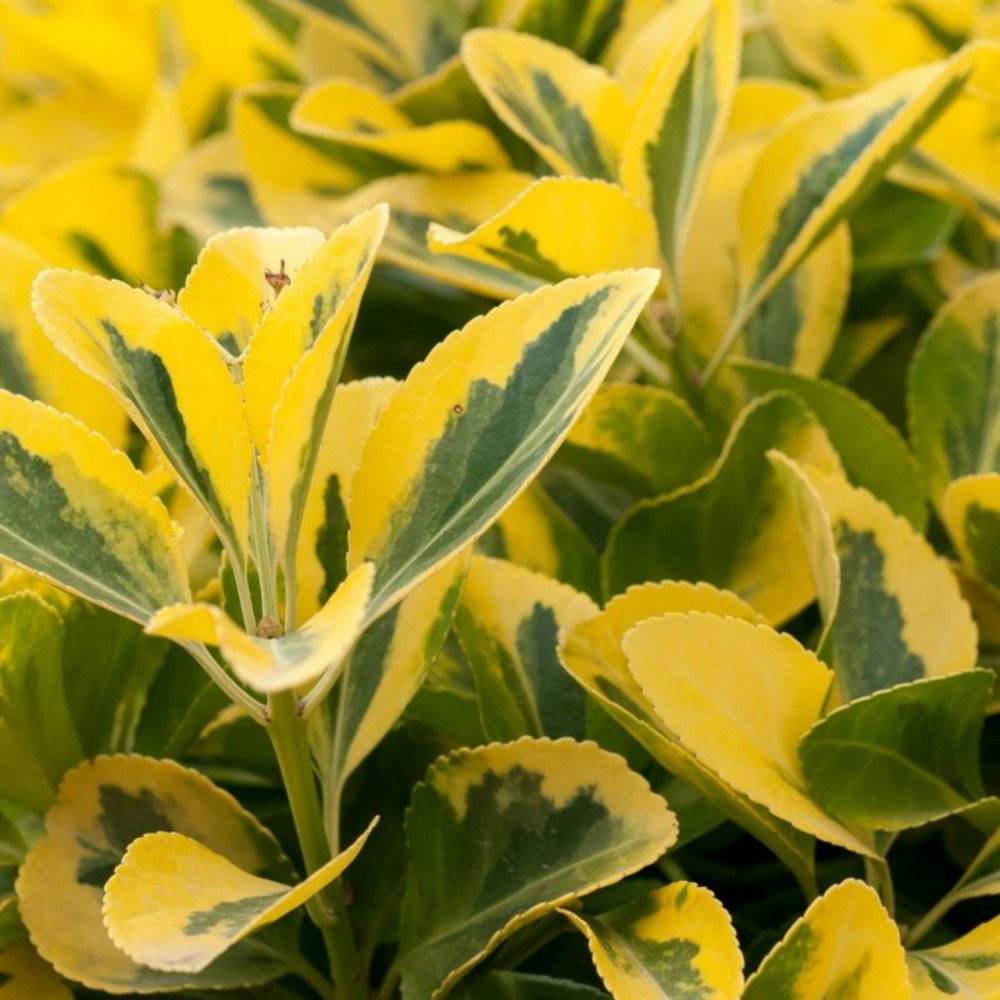 Troène doré - ligustrum ovalifolium aureum en pot 7,5l 150cm