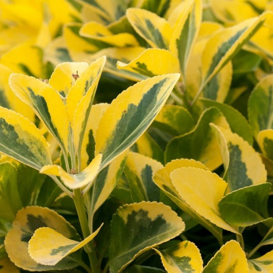 Troène doré - ligustrum ovalifolium aureum en pot 7,5l 150cm