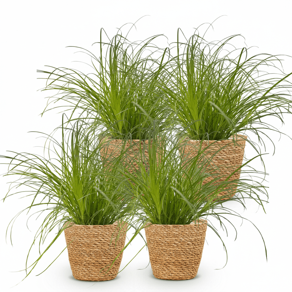 Cyperus alternifolius zumula - pet-friendly - pot de 12cm - hauteur 20cm