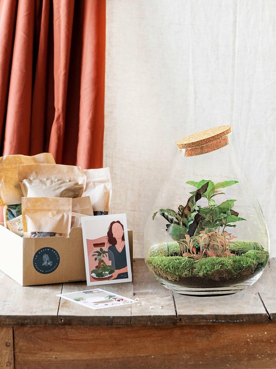 Kit terrarium diy - doorn calathéa + caféier + fittonia - rateau + pelle