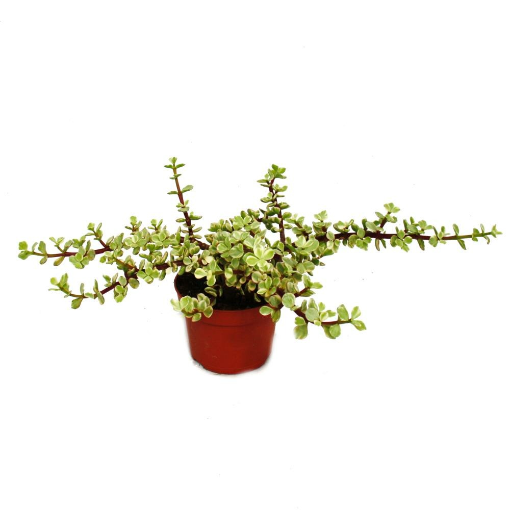 Plante d'intérieur - portulacaria afra var - jade tree - pot de 12cm