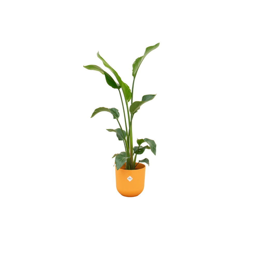 Strelitzia augusta - plantes d'intérieur