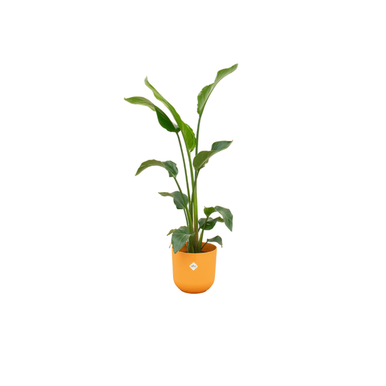 Strelitzia augusta - plantes d'intérieur