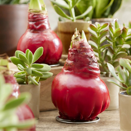 Wax amaryllis gloss x mas red - la pièce