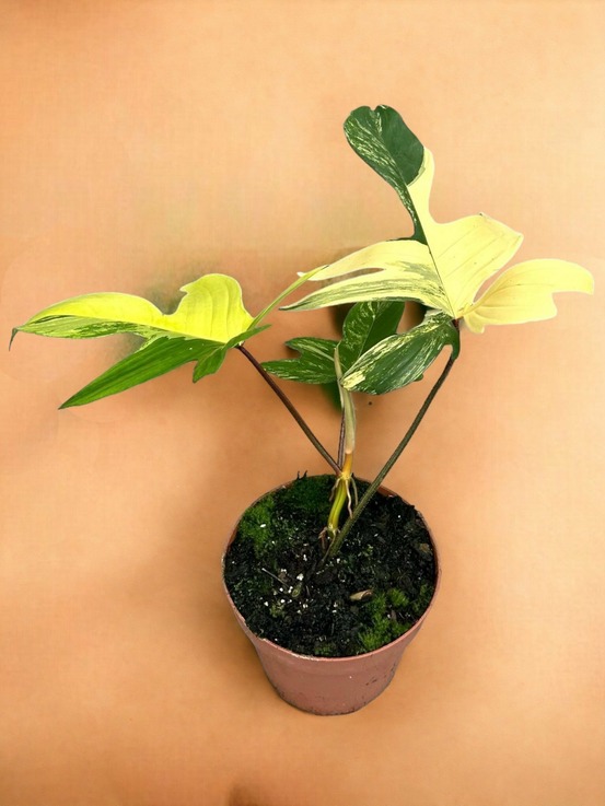 Philodendron florida beauty variegata