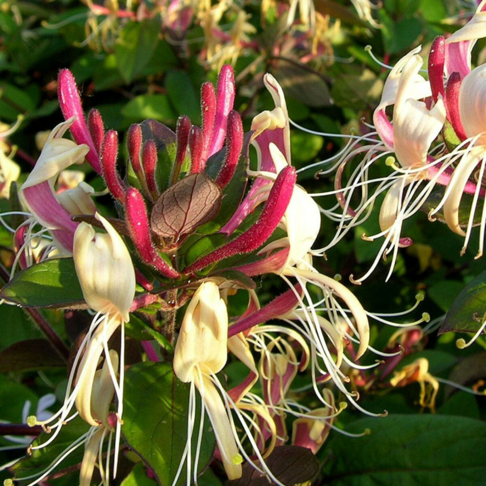 Chèvrefeuille de chine godet - 5/20 cm