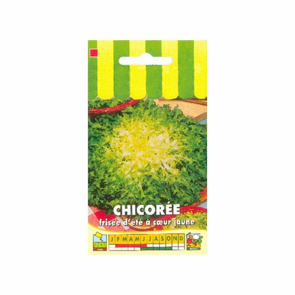 Graines de chicorée frisée d'été à coeur jaune