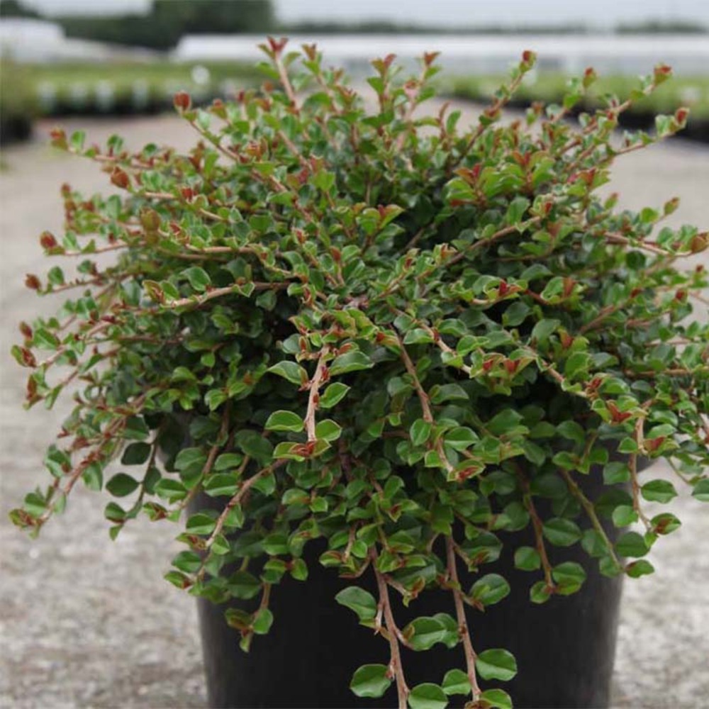 Cotonéaster rampant 'little gem' pot de 10 cm/11cm