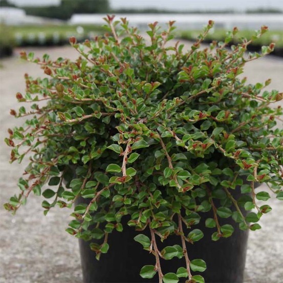 Cotonéaster rampant 'little gem' pot de 10 cm/11cm