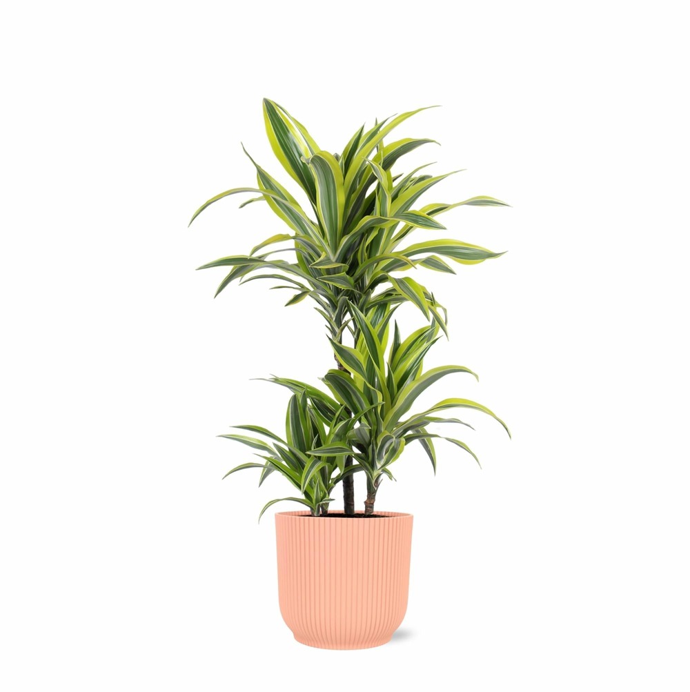 Dracaena lemon lime et son pot relief rose - hauteur 65cm