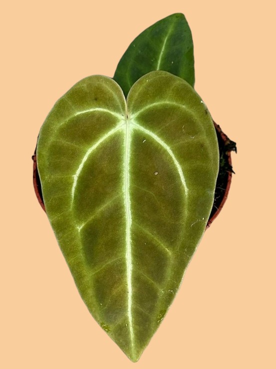 Anthurium veitchii