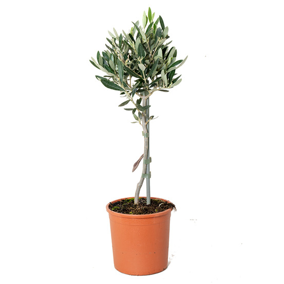 Olea europaea - olivier sur tige - plantes de jardin - rustique - hauteur 30-40 cm - pot 14 cm