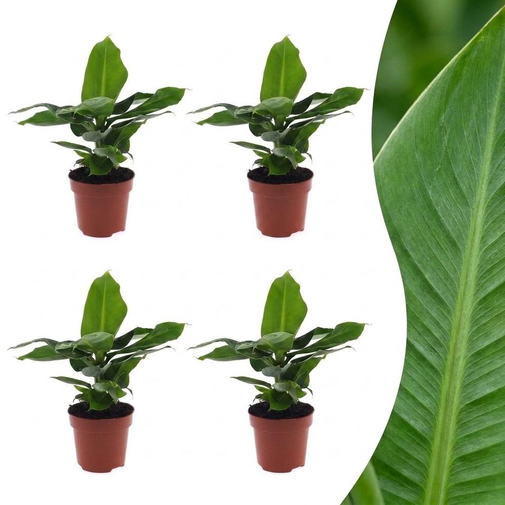 Musa oriental dwarf - bananier nain oriental - pot de 12cm