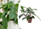 Philodendron 'vert de floride' - ⌀ 12cm - hauteur 20-30cm