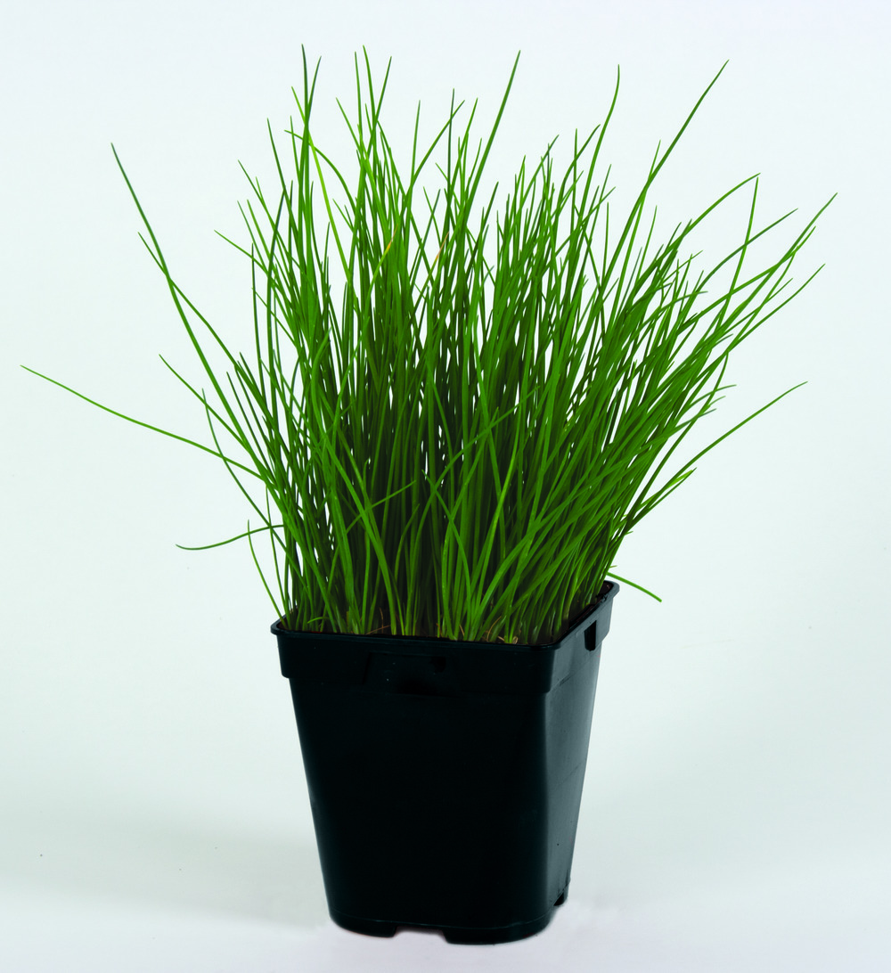 Plant de Ciboulette - Plan aromatique - pot de 1l