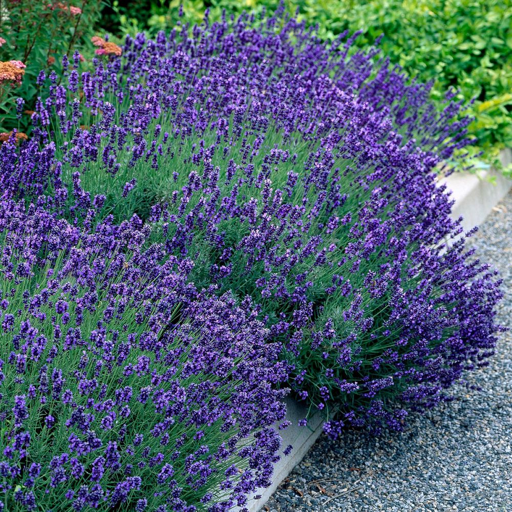 Lavande 'hidcote' - pot 12 cm - hauteur 25 cm - plante d'extérieur