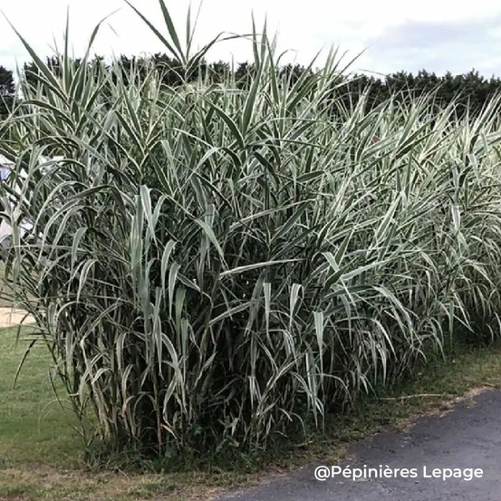 3 cannes de provence 'variegata' (arundo donax 'variegata')