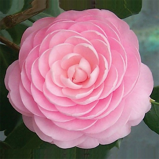 Camélia rose - camellia japonica roze - 40-50 cm pot