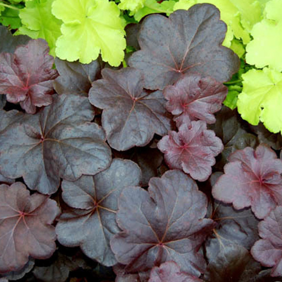 6 x heuchère 'obsidian' - heuchera 'obsidian' - godet 9cm x 9cm