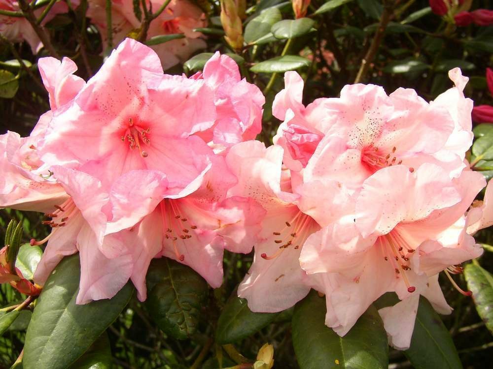 Rhododendron x virignia richards : c.7,5l