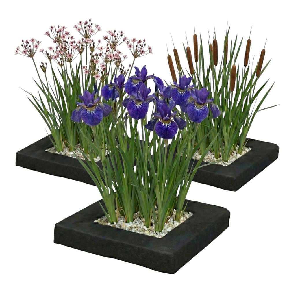 Ensemble de 3 îlots pour plantes d'étang - 12 plantes aquatiques