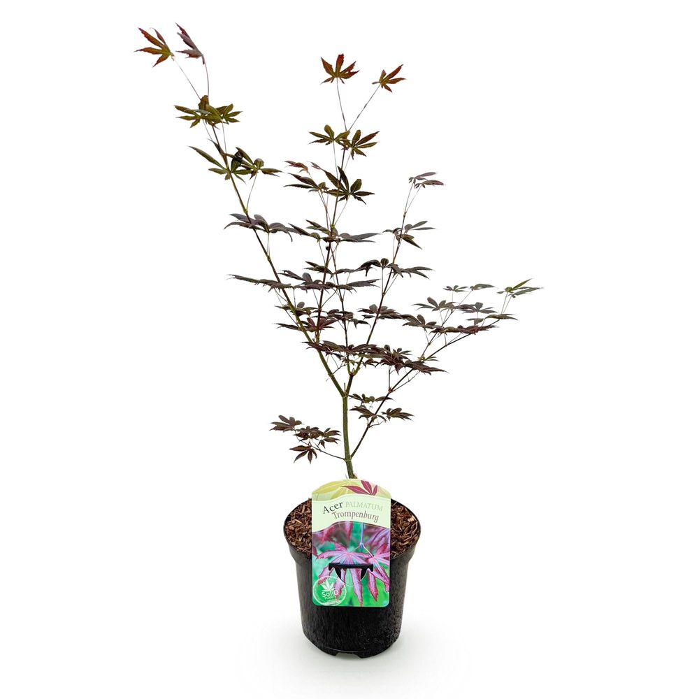 Érable du japon 'trompenburg' - pot 19 cm - hauteur 70 cm - plante d'extérieur