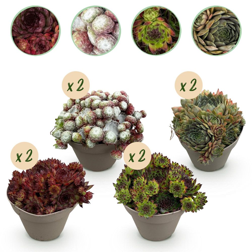 Joubarbe 'big sam' - lot de 8 - pot 14 cm - hauteur 17 cm