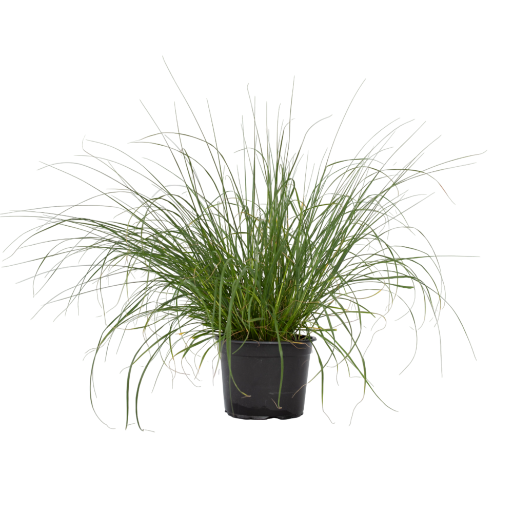 Pennisétum - pennisetum alopecuroides 'hameln' - hauteur 20-30cm - ⌀23cm