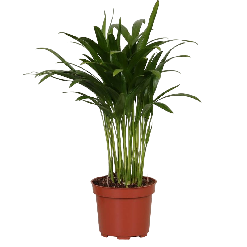 Plante d'intérieur - palmier areca 35.0cm