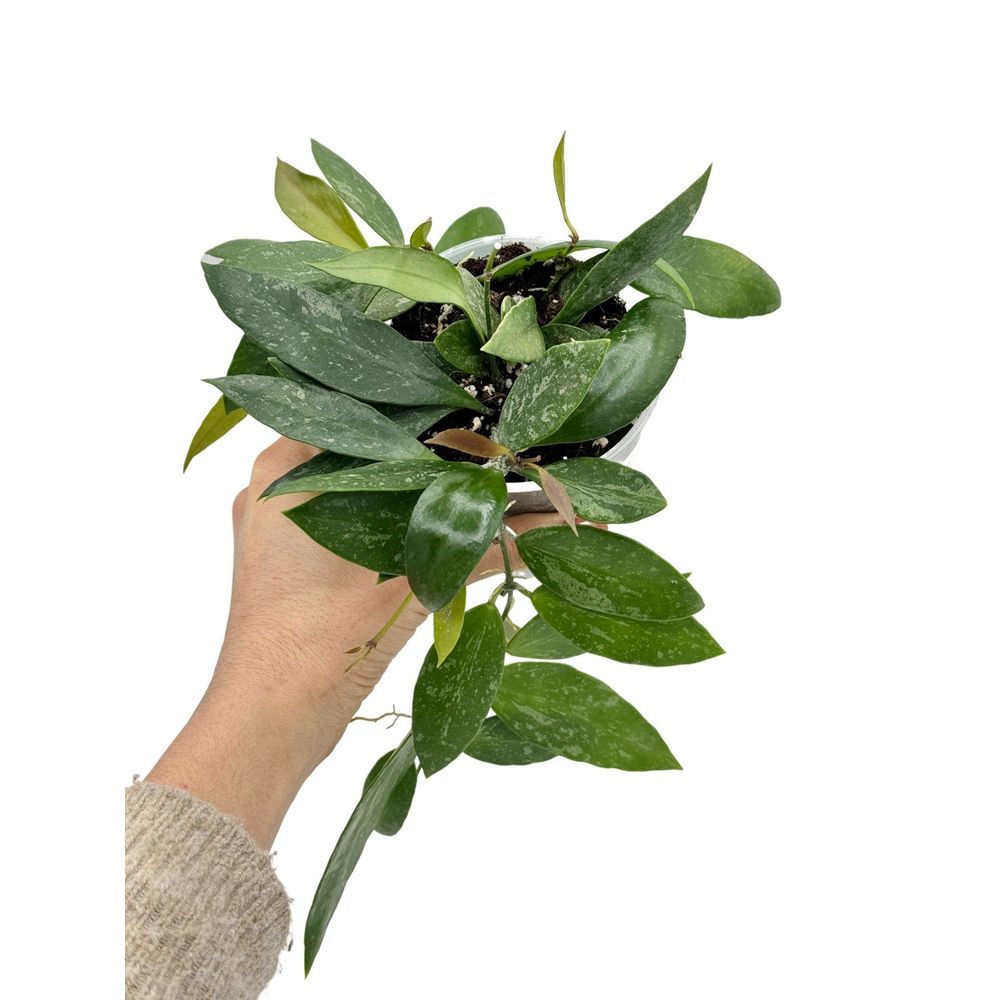 Hoya memoria - pot de 9cm - plantes d'intérieur