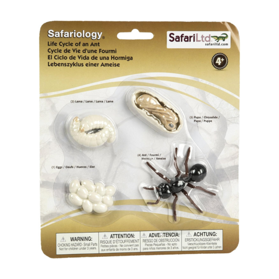 Figurines cycle de vie - fourmi