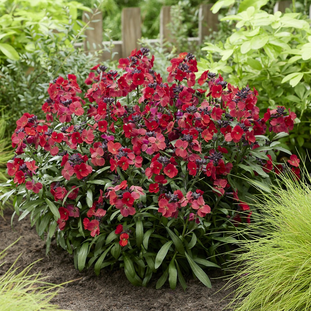 Giroflée colour vibe red® - le godet / ø 9cm